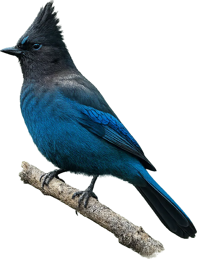 Steller's jay perched on a branch