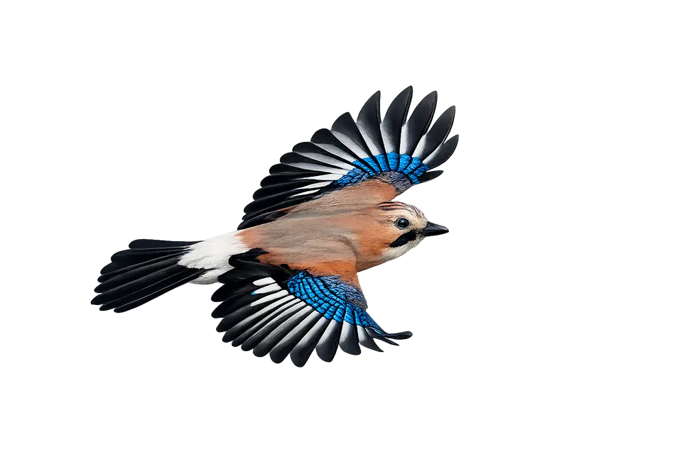 flying-bird
