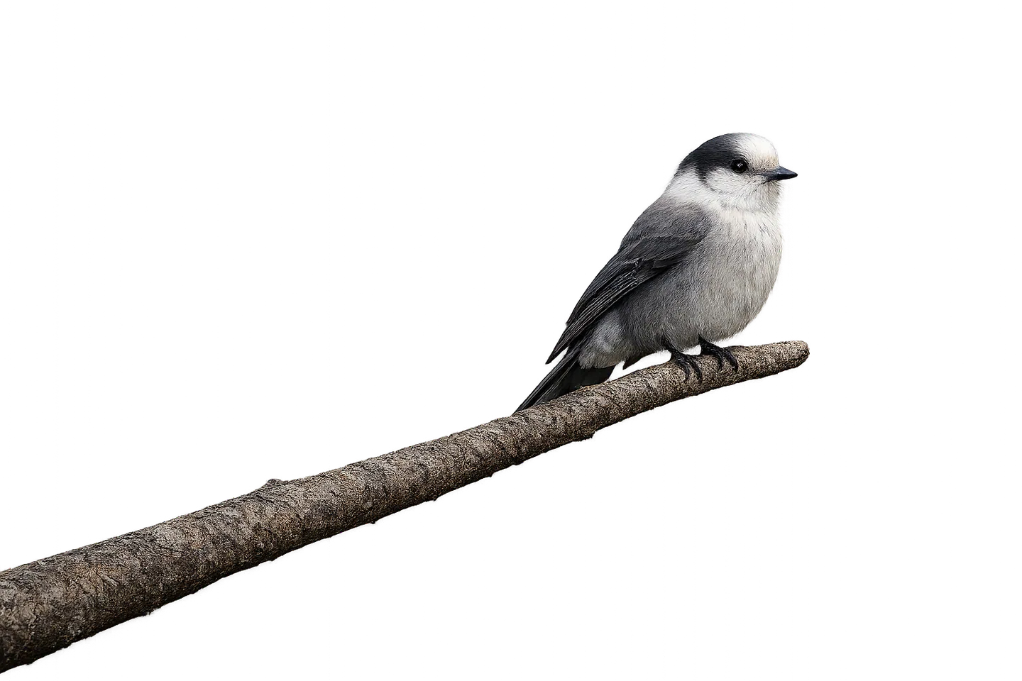 A bird perched on a branch representing financial planning that keeps evolving